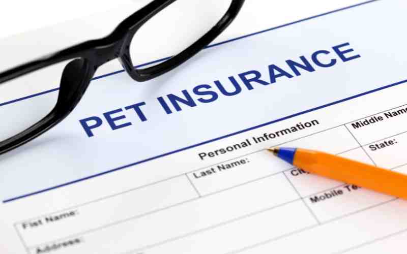The Downsides of Pet Insurance You Need to Know
